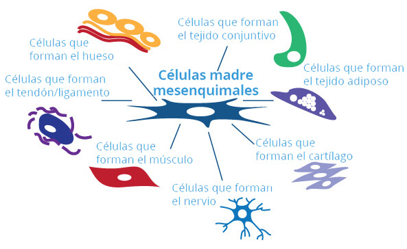 células madre mesenquimales