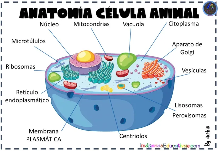 BIENESTAR INMUNITARIO IV