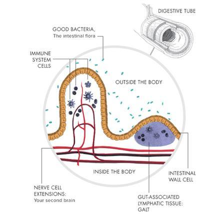 INTESTINO SANO IV